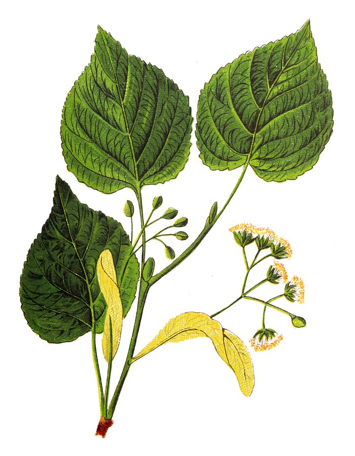 Botanische Zeichnung eines Lindenzweigs mit Blättern und Blüten
